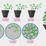 low stress training lst cannabis