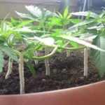 Lst en cannabis