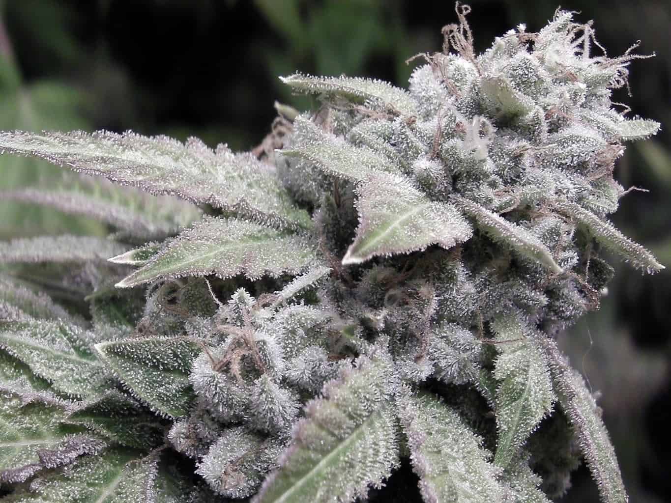 Gorilla-Glue infocannabismagazine
