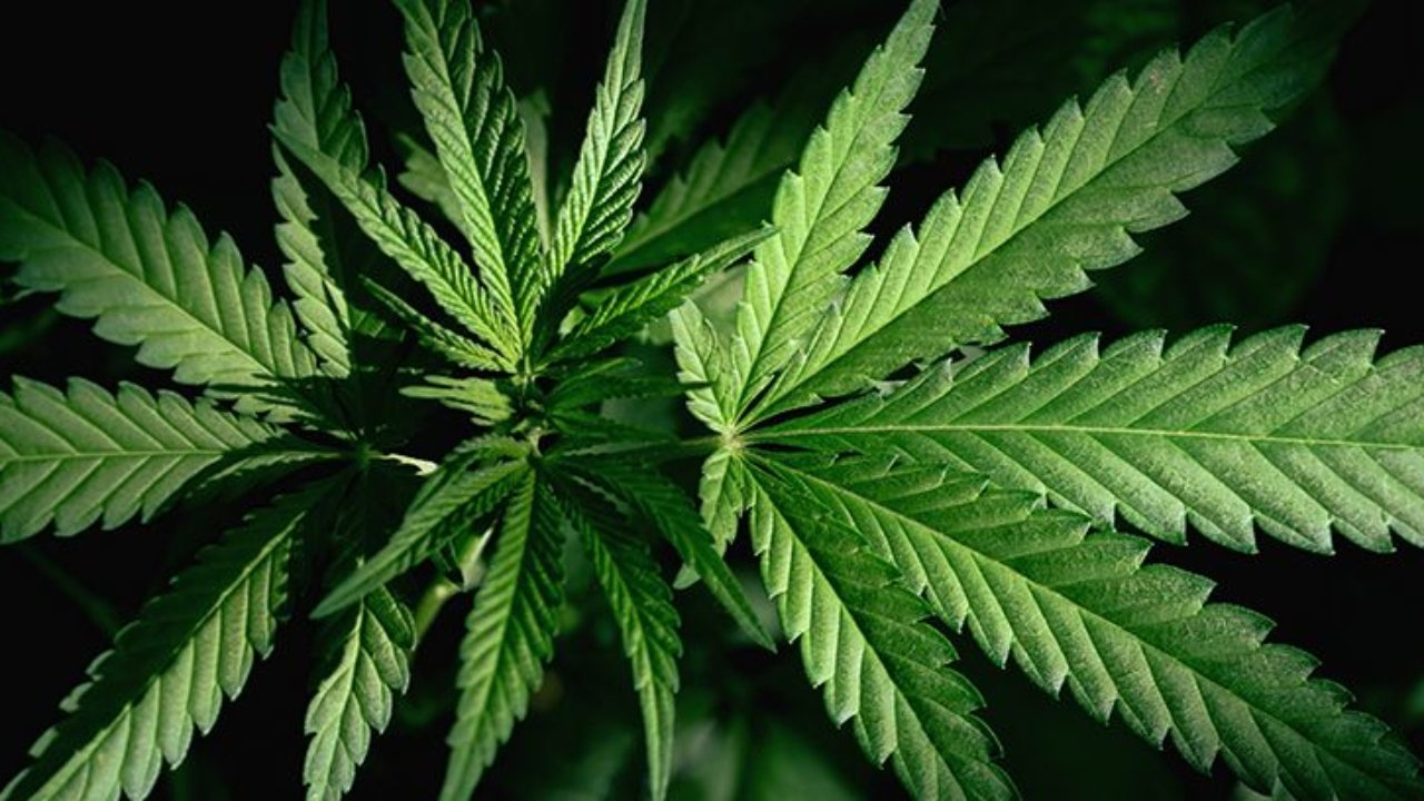 cannabis eu