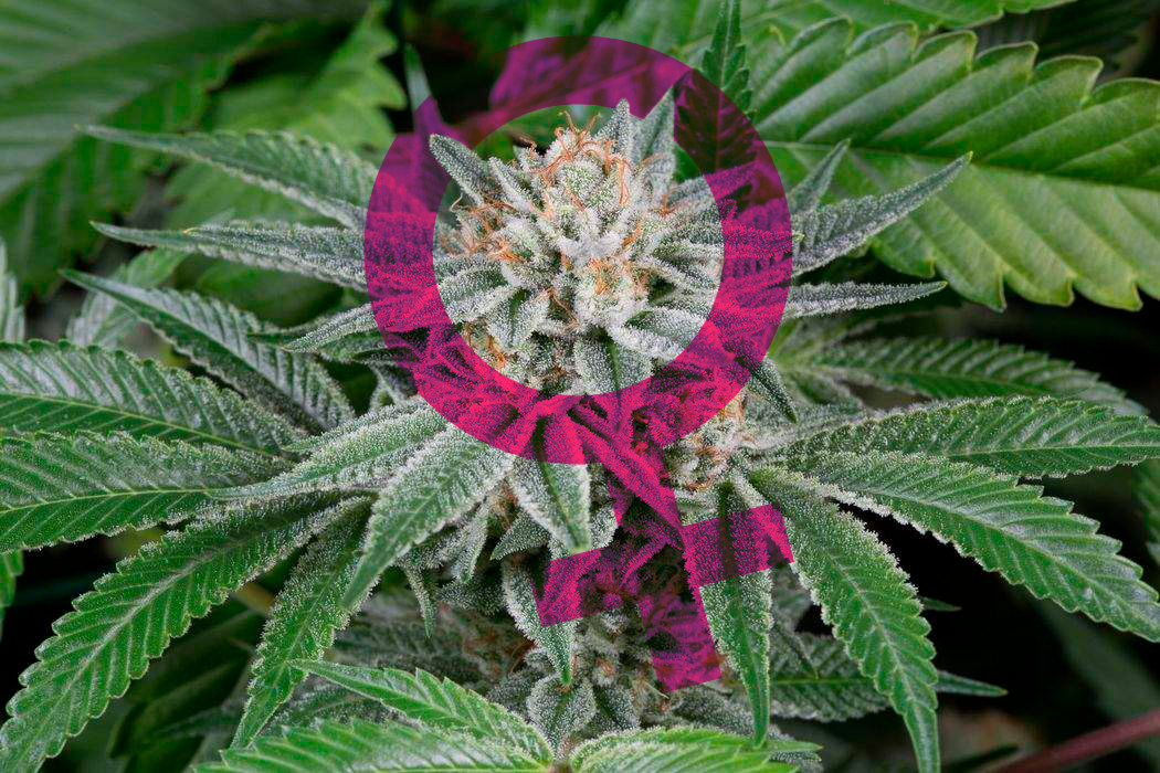 infocannabismagazine