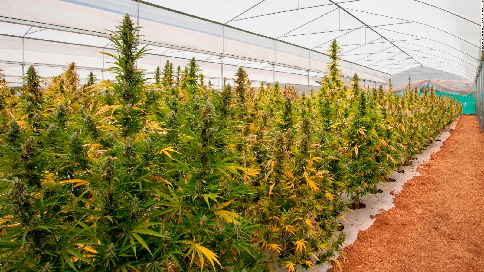 argentina-cannabis