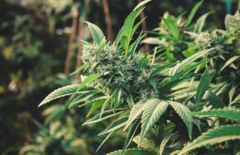 El cannabis podría ayudar a bloquear el coronavirus