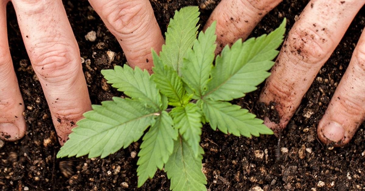 Es recomendable reutilizar el sustrato? - Info Cannabis Magazine