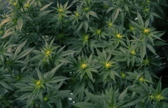 La microoxigenación en el cultivo de marihuana