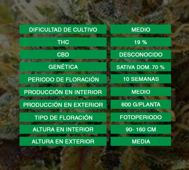 bubble gum strain tan bud bubble gum strain tan bud