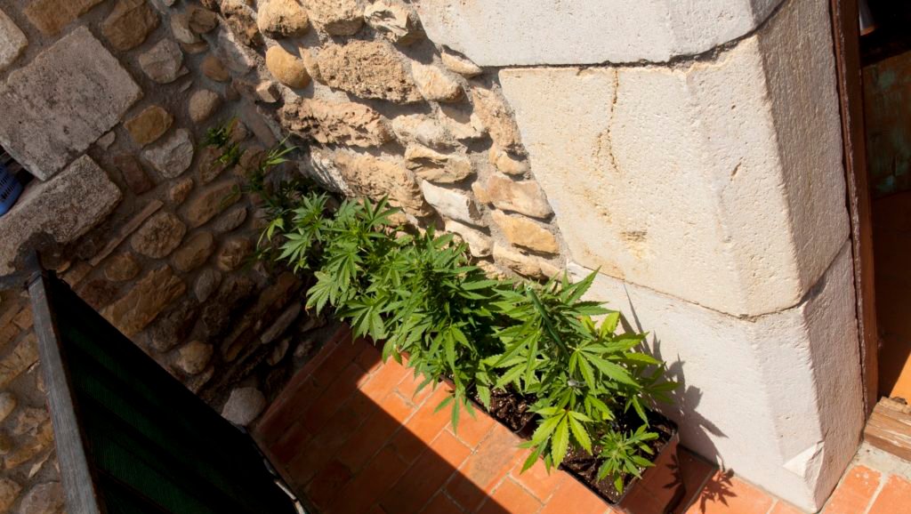 Cultivar autoflorecientes en invierno y en exterior Info