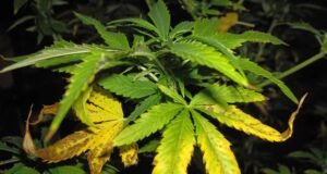 Deficiencia de nitrógeno