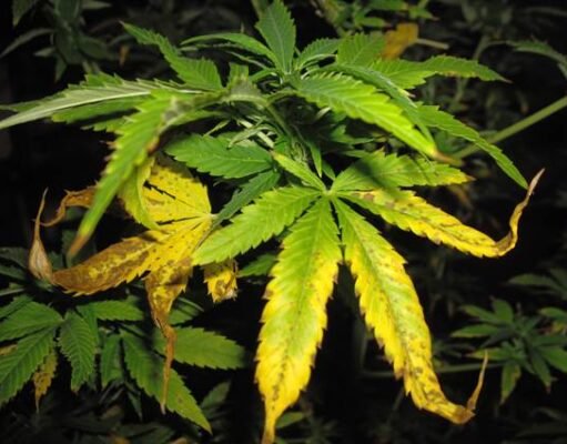 Deficiencia de nitrógeno