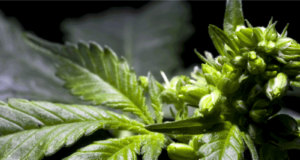 Hermafroditismo del cannabis