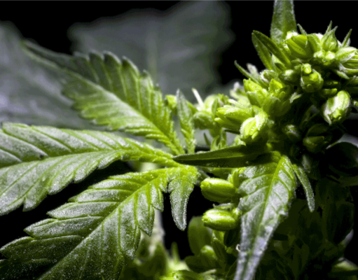 El Hermafroditismo del cannabis Hermafroditismo del cannabis