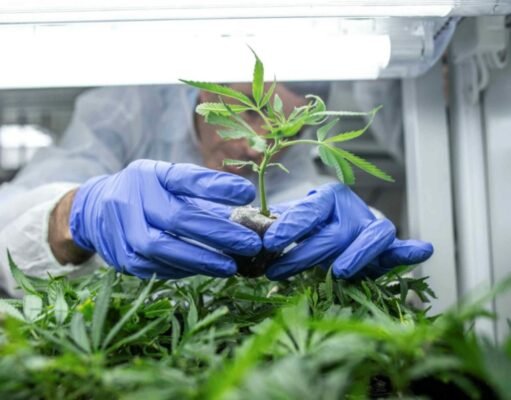 Proyecto para regular el consumo de cannabis Proyecto para regular el consumo