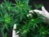 Autocultivo, club de cultivo