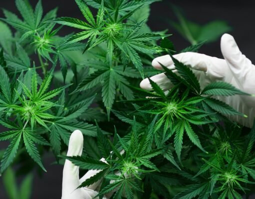 Autocultivo, club de cultivo