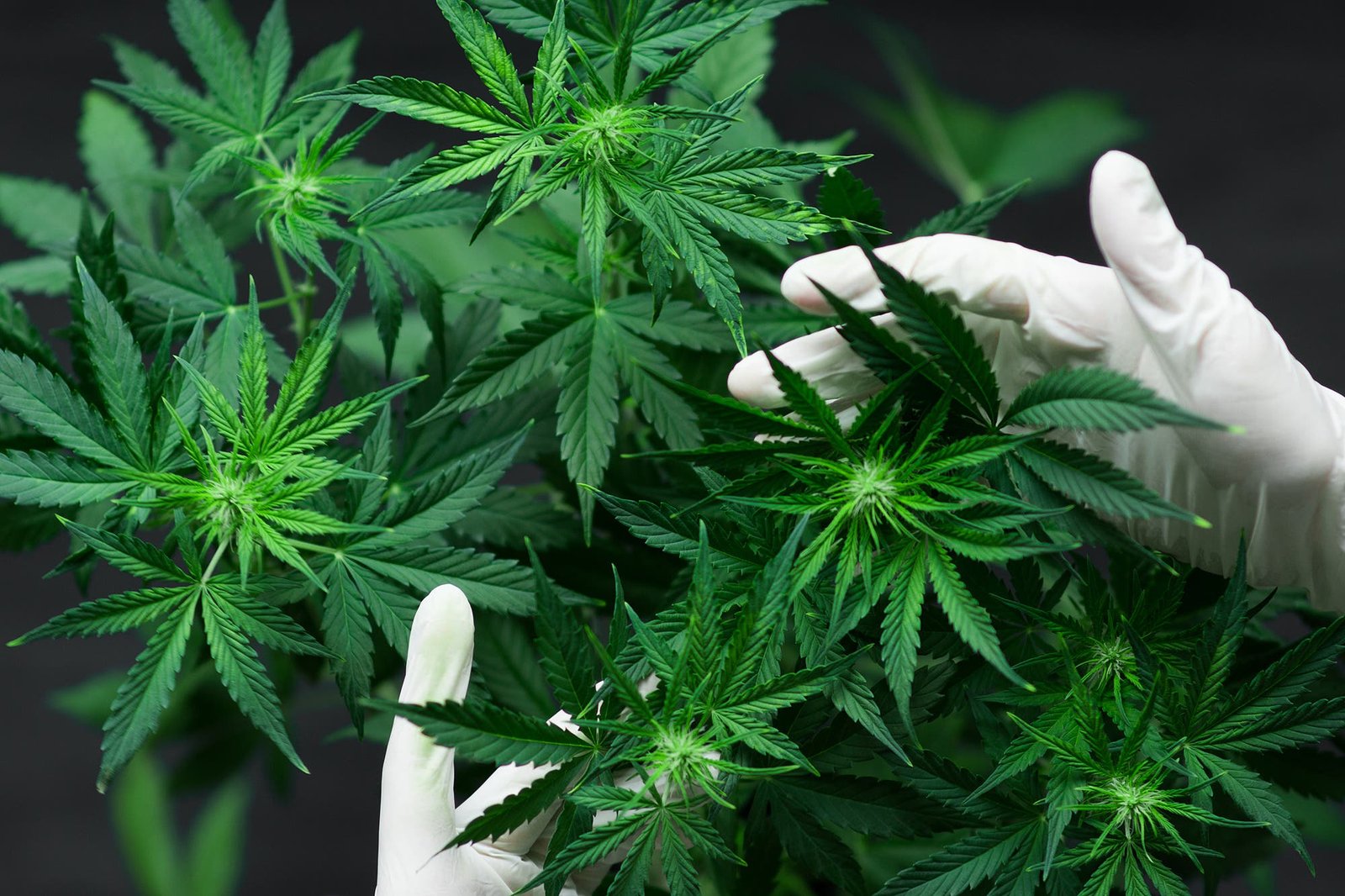 Autocultivo, club de cultivo