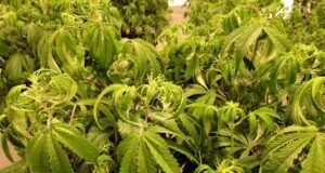 Enfermedades del cannabis