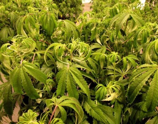 Enfermedades del cannabis