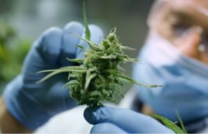 investigan el uso medicinal del cannabis