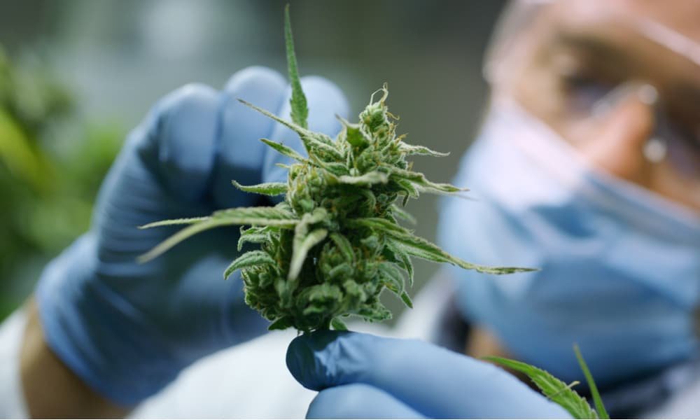 investigan el uso medicinal del cannabis