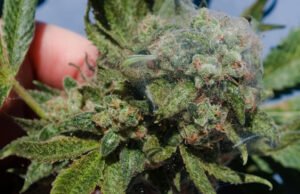 Plagas comunes del cannabis