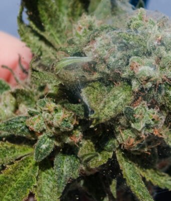 Plagas comunes del cannabis