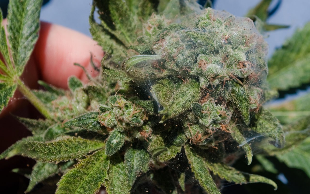 Plagas comunes del cannabis